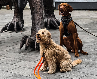 hotel villa orange frankfurt hundefreundlich5