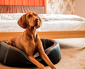 hotel villa orange frankfurt hundefreundlich9