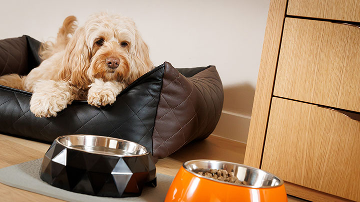 hotel villa orange erlebnis hund frankfurt25